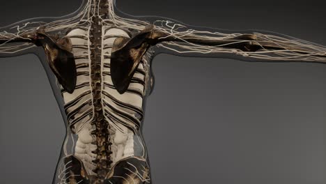 transparent human body with visible bones