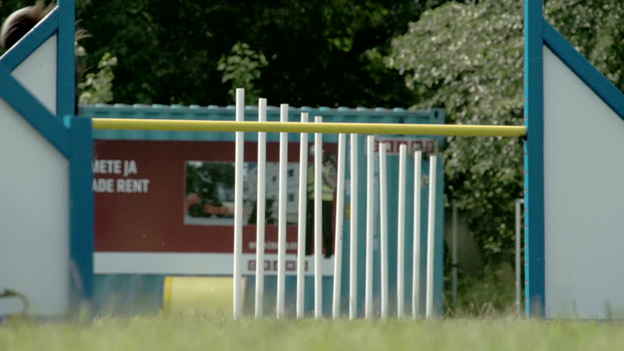 el perro ágil saltando sobre el palo 4k fs700 odyssey 7q