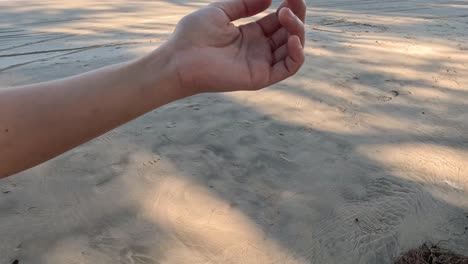 hand releasing pine cones onto sandy ground