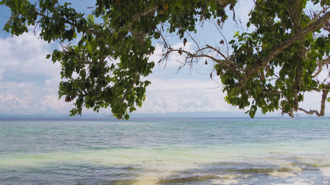 Tropical Beach with Clear Water and Overhanging Trees