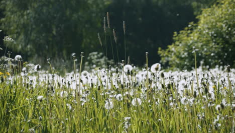 Tranquil-scene-of-Dandelion-meadow-in-European-countryside,-Close-up-shot