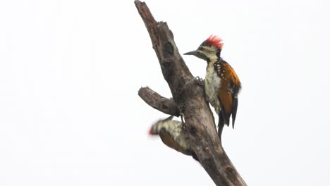 woodpecker in tree uhd mp4 4k video