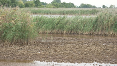 medium shot of swamp with different species of birds