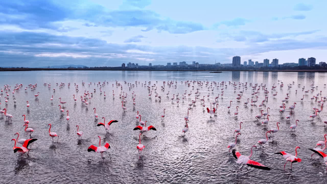 Durante el día, unos flamencos se reúnen en una masa de agua cerca de una ciudad. Muchos flamencos se encuentran en aguas poco profundas, mientras que al fondo se divisa el skyline de la ciudad.
