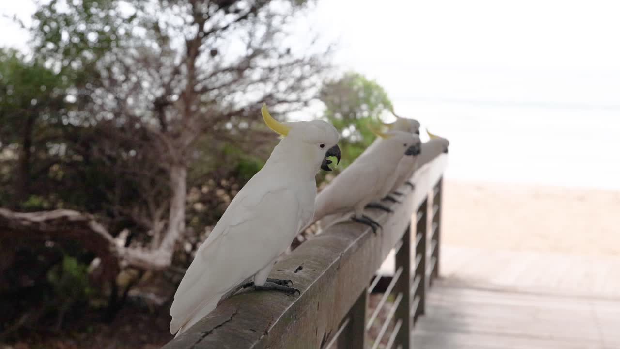 cocatieles posados en una barandilla de madera