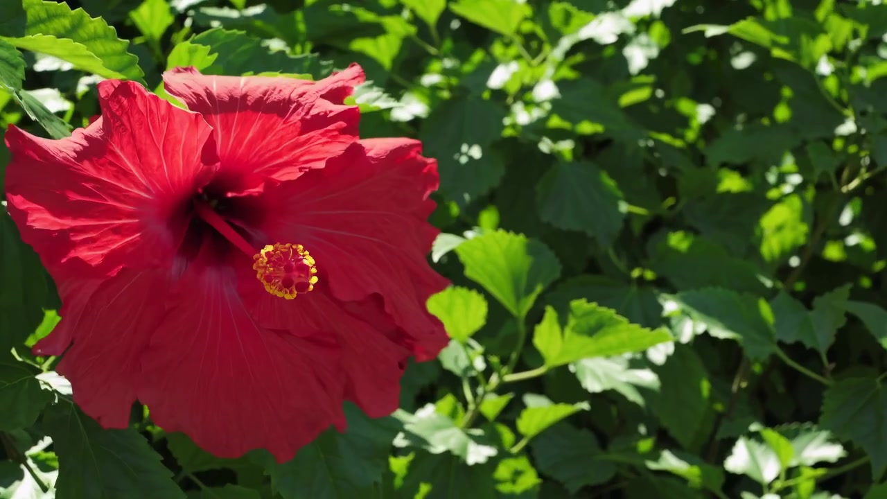 Fiore di ibisco rosso vibrante che sboccia alla luce del sole