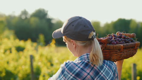 Farmer-With-A-Box-Of-Cherries-Walks-Along-The-Garden