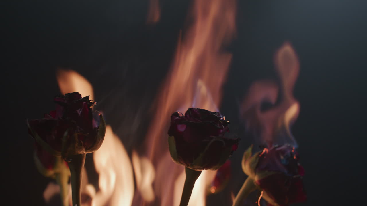 Roses burning in flames