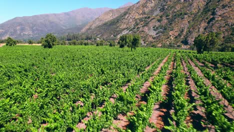 low aerial shot above vineyards swaying in the inner part of maipo canyon