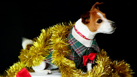 excited jack russell terrier dog dressed up in festive christmas costume