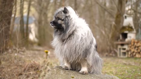 a majestic fluffy keeshond dog sitting on a rock