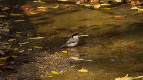 Marsh-tit--Bathing