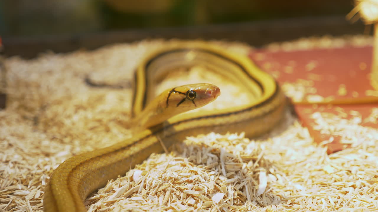 Resting motionless inside a glass terrarium, a radiated rat snake, Coelognathus radiatus is staring outside of its glass cage inside a zoo in Bangkok, Thailand