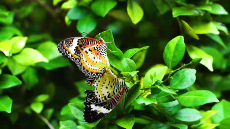 Rote-Florfliegenschmetterlinge-Auf-Grünen-Blättern-Im-Garten,-Vietnam