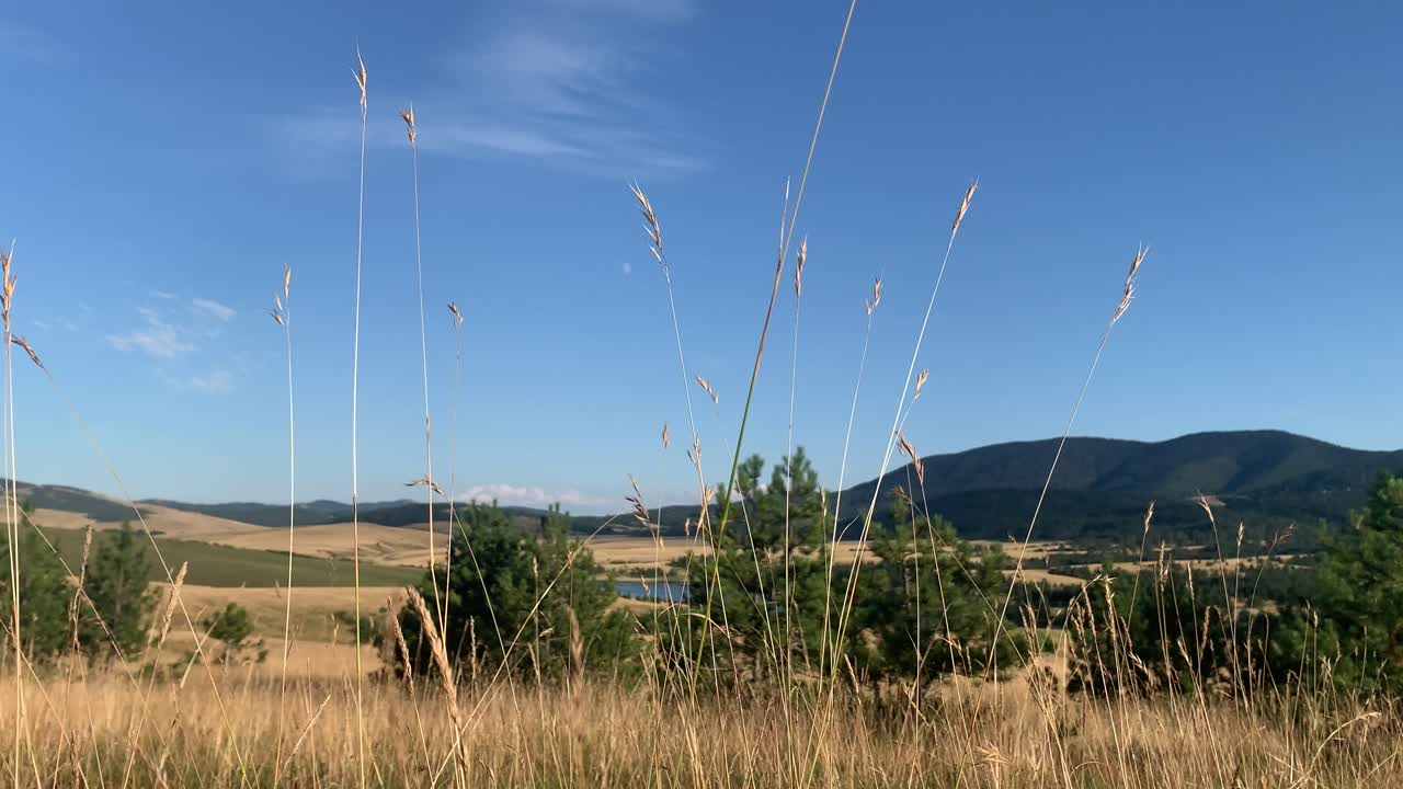 산, 소나무 및 배경에 호수와 함께 바람에 불어 풀 잎,  ⁇ 은 여름 날,  ⁇ 을 설정