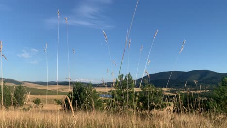 blades of grass blowing in the wind with mountains, pine trees and lake in the background, sunny summer day, establishing shot