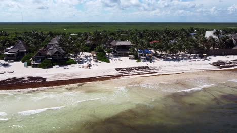 tropical white sand beach and ocean covered in sargassum on tulum shoreline