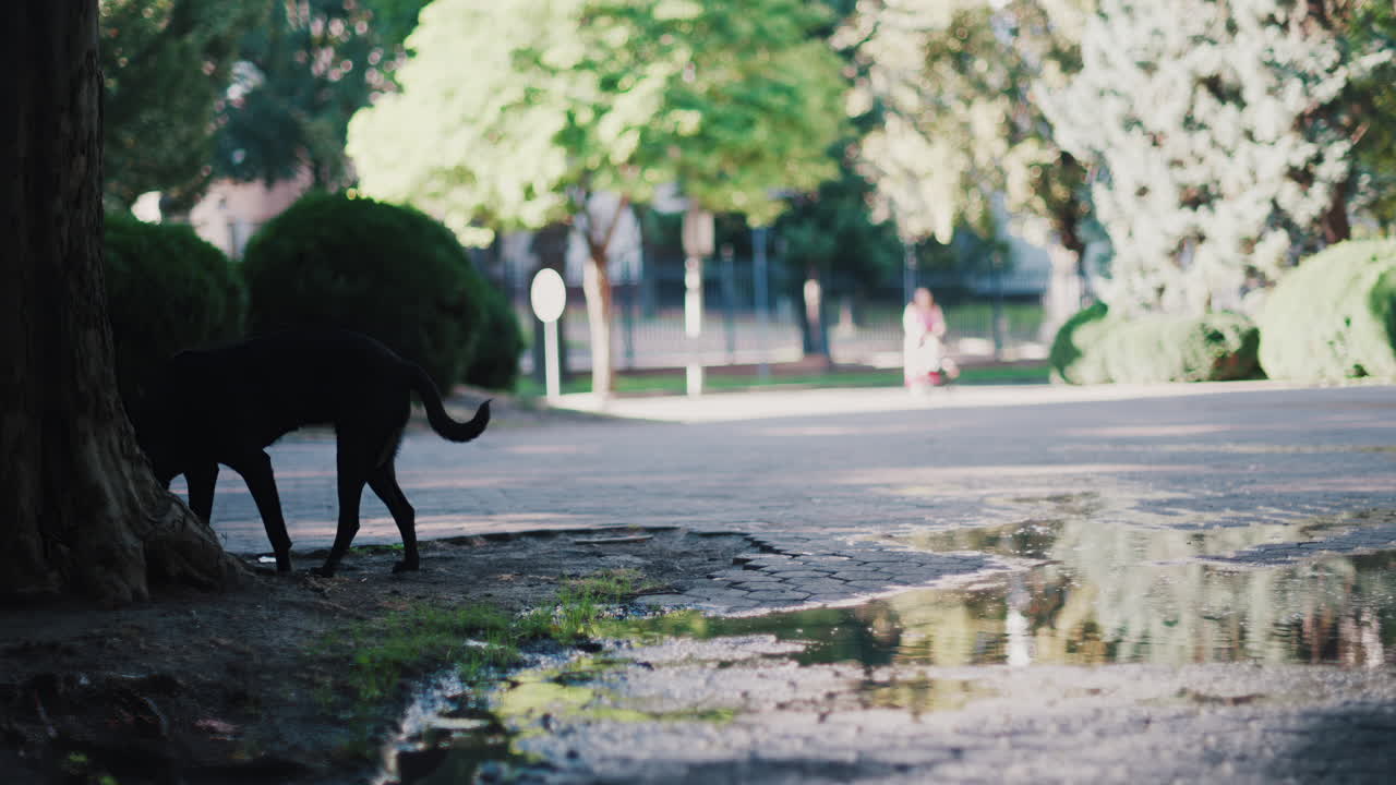 Black dog walking near a puddle, with its reflection visible in the water