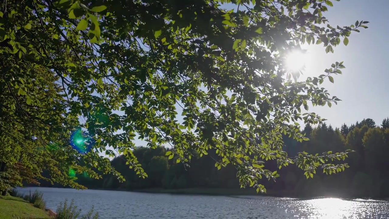 Sunlight Filtering Through Tree Leaves Overlooking a Calm Lake