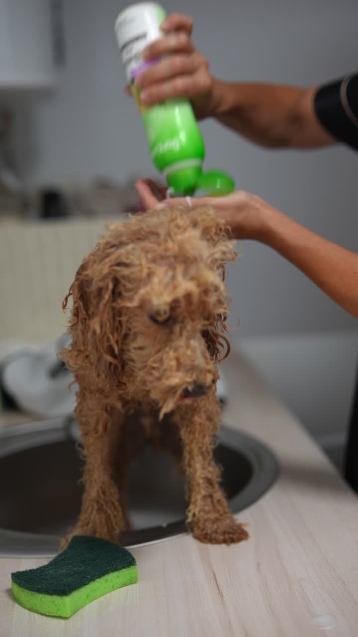 aseo y baño de perros