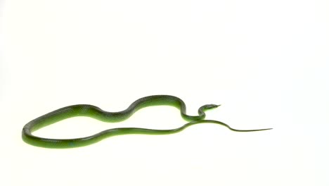 green snake on white background