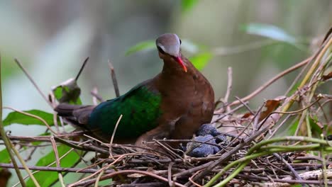 the common emerald dove is common to asian countries and it's famous for its beautiful emerald coloured feathers