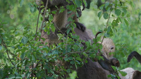 lake manyara_baboon infant jumping from branch
