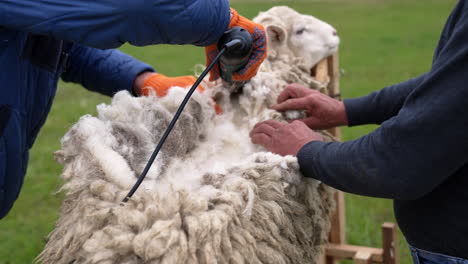process of shearing sheep. farmers cutting fleece from domestic animal with electric machine outdoors. production of ecological wool.