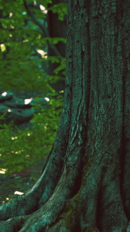 close-up of a tree trunk and roots in a forest