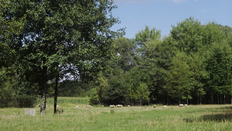 rebaño de ovejas en el campo