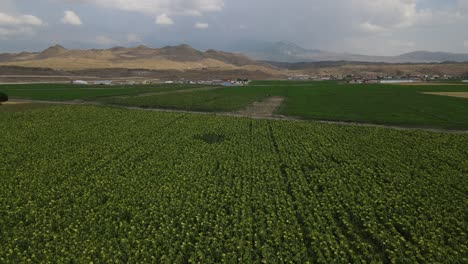 tierra de cultivo de girasol vista aérea