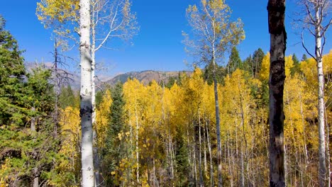 Aspen-grove-in-brilliant-fall-colors---pull-back-low-altitude-aerial-view-while-flying-between-trees