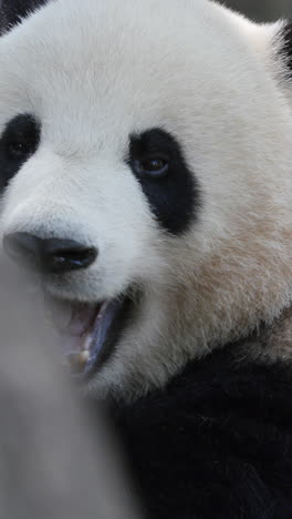 a close up of a panda eating in vertical