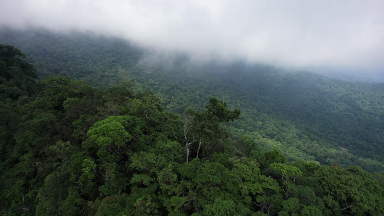 sobrevuelo de selva tropical exuberante: cresta de montaña verde en nubes bajas