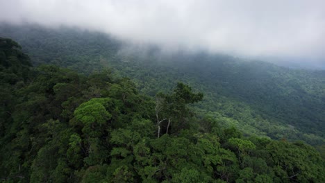 sobrevuelo de selva tropical exuberante: cresta de montaña verde en nubes bajas