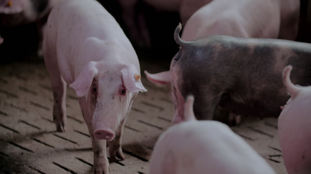 Pigs in a Livestock Farm