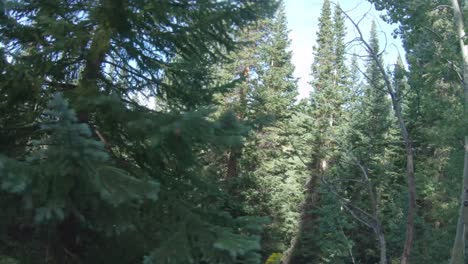 majestic coniferous forest in the mountains