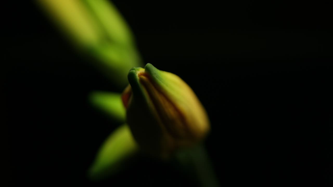 el brote de la planta en flor revela detalles intrincados de la naturaleza en luz suave