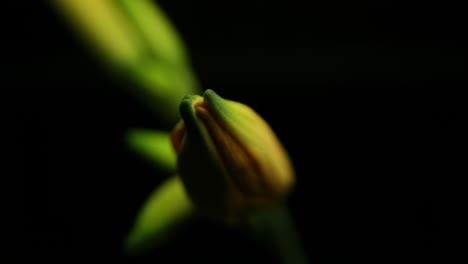el brote de la planta en flor revela detalles intrincados de la naturaleza en luz suave