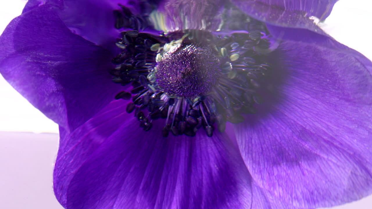 Close-up of a vibrant purple anemone flower