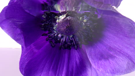 close-up of a vibrant purple anemone flower