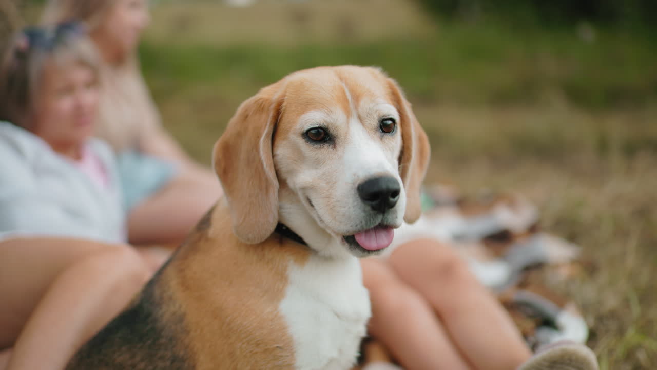 perro curioso con la lengua afuera observa atentamente el entorno mientras la gente se relaja en la hierba en el campo, lúdico y alerta, el perro disfruta de un momento pacífico al aire libre
