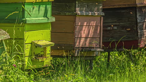 Schwarm-Honigbienen,-Die-Zu-Ihren-Hölzernen-Bienenstöcken-Fliegen