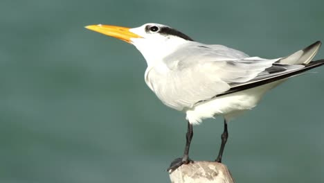 aves largasrtos 27