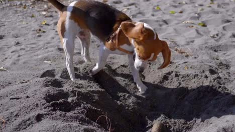 Perro-Juguetón-Cavando-Un-Agujero-En-La-Arena-En-Un-Día-Soleado