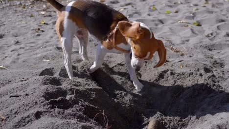 perro juguetón cavando un agujero en la arena en un día soleado