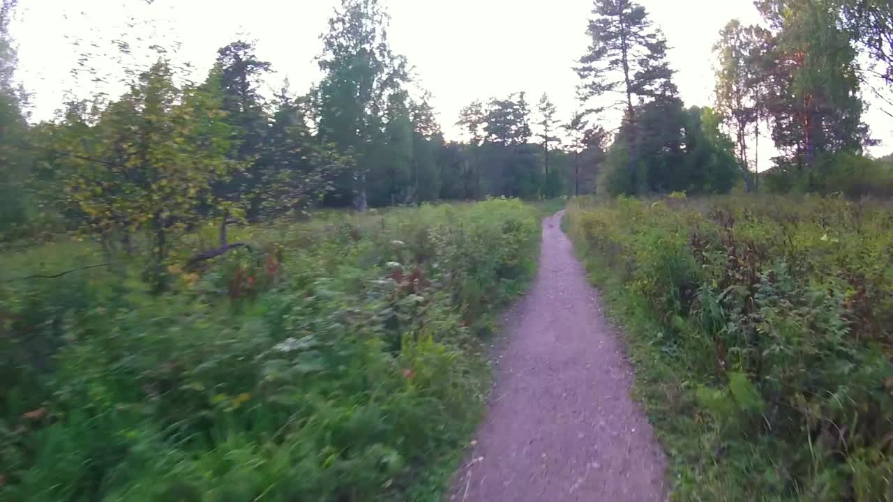 Sentiero nel bosco