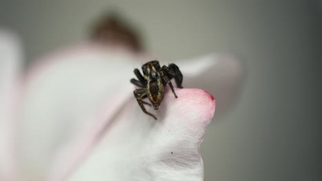 la araña saltadora macho ve a la hembra pero se asusta