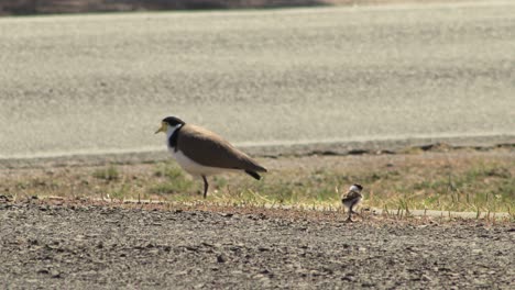 plover de ala de regazo enmascarado y pollo bebé al lado de una carretera concurrida