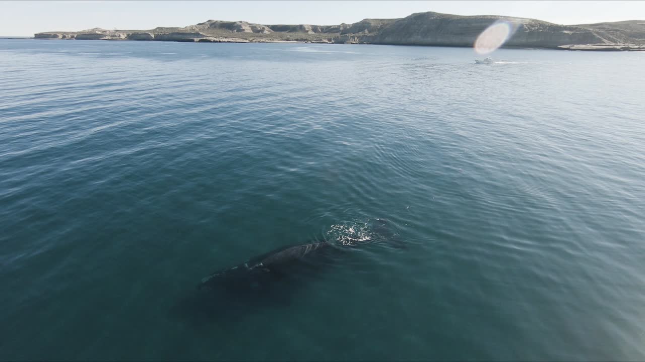 hermoso paisaje patagónico mejor avistamiento de ballenas en el mundo - toma aérea